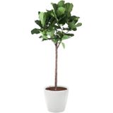Ficus Lyrata op stam in watergevende Classico wit | Vioolbladplant / Tabaksplant