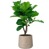 Ficus Lyrata vertakt in Rugged Patt grijs | Vioolbladplant / Tabaksplant