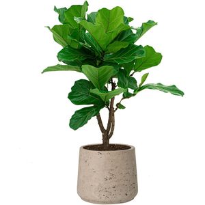 Ficus Lyrata vertakt in Rugged Patt grijs | Vioolbladplant / Tabaksplant