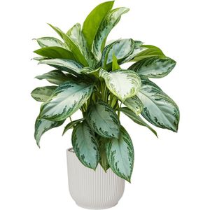 Aglaonema Silver Bay in Elho Vibes Wit | Chinese Evergreen
