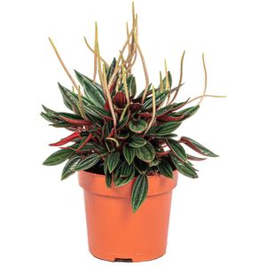 Peperomia Caperata Rosso | Vetplant rattenstaart