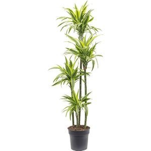 Dracaena Lemon Lime 4-stam | Drakenbloedboom