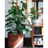 Monstera Deliciosa Bont variegatum XL | Bonte gatenplant