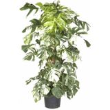 Monstera Deliciosa Bont variegatum XL | Bonte gatenplant