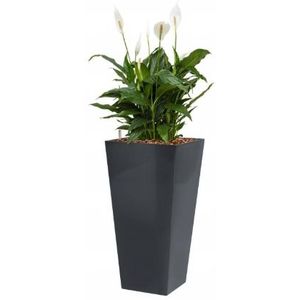 Spathiphyllum Mont Blanc hydrocultuur in Runner vierkant antraciet | Lepelplant