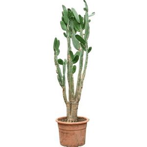 Opuntia consolea - vertakt | Cactus