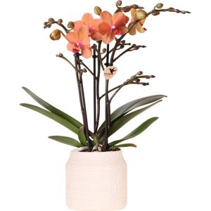 Orchidee in Coral Sunset | Orchidee