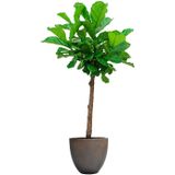 Ficus Lyrata vertakt in Grigio Egg Concrete bruin | Vioolbladplant / Tabaksplant