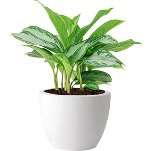 Aglaonema Silver Bay in Elho Pure Soft wit | Chinese Evergreen