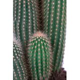 Trybes multi | Cactus