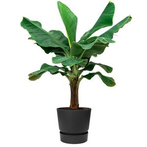 Musa Dwarf Cavendish XL in Greenville zwart | Bananenplant