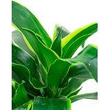 Dracaena Dorado Carrousel | Drakenbloedboom