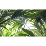 Kentia Howea XXL | Kentia palm