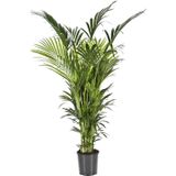 Kentia Howea XXL | Kentia palm