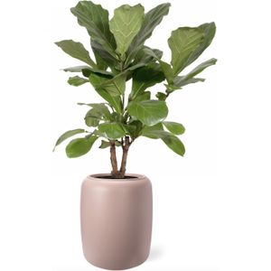 Ficus Lyrata vertakt in Pure Beads roze | Vioolbladplant / Tabaksplant
