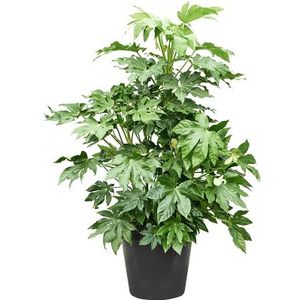 Fatsia Japonica | Vingerplant