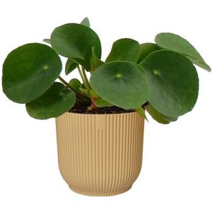 Pilea Peperomioides in Elho Vibes geel | Pannekoekplant