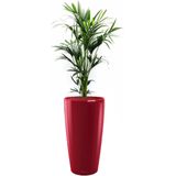 Kentia Howea in watergevende Rondo rood | Palm