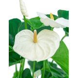 Anthurium wit in vaas small | Flamingoplant