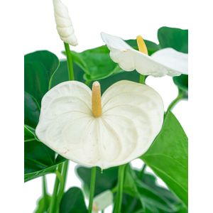 Anthurium wit in vaas small | Flamingoplant