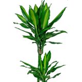 Dracaena Cintho 2-stam | Drakenbloedboom