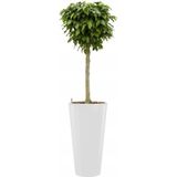 Ficus Nitida hydrocultuur in Runner rond wit |