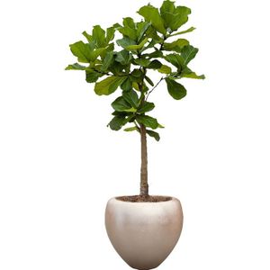 Ficus Lyrata op stam in Metallic Couple zilver | Vioolbladplant / Tabaksplant
