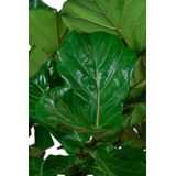 Ficus Lyrata op stam in Lux Retro Egg goud | Vioolbladplant / Tabaksplant