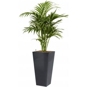 Kentia Howea hydrocultuur in Runner vierkant antraciet | Palm