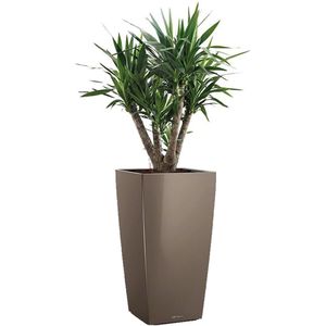 Yucca Elephantipes in watergevende Cubico taupe | Palmlelie