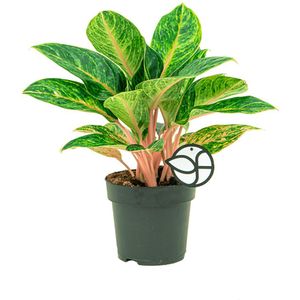 Aglaonema Coco Melon | Chinese Evergreen