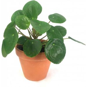 Pilea Peperomioides in Terracotta | Pannekoekplant