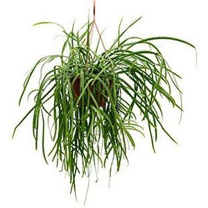 Rhipsalis Holviana | Koraalcactus