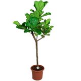 Ficus Lyrata op stam | Vioolbladplant / Tabaksplant