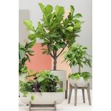 Ficus Lyrata op stam | Vioolbladplant / Tabaksplant
