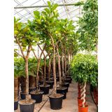 Ficus Lyrata op stam | Vioolbladplant / Tabaksplant