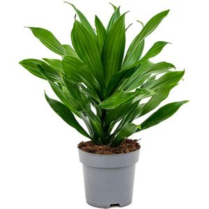 Dracaena Green Jewel | Drakenbloedboom