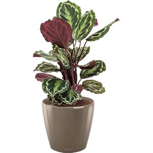 Calathea Medaillon in watergevende Classico taupe | Pauwenplant