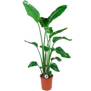 Strelitzia Nicolai L | Paradijsvogelplant