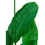 Spathiphyllum in watergevende Rondo rood | Lepelplant