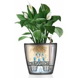 Anthurium rood in watergevende Classico rood | Flamingoplant