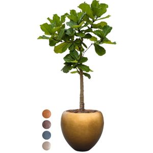 Ficus Lyrata op stam in Metallic Couple honey | Vioolbladplant / Tabaksplant