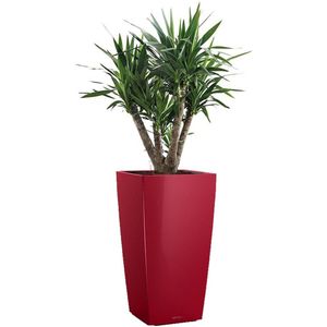 Yucca Elephantipes in watergevende Cubico rood | Palmlelie