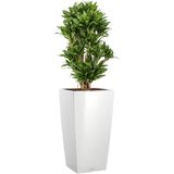 Dracaena Compacta in watergevende Cubico wit | Drakenbloedboom