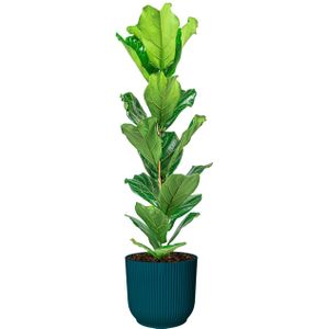 Ficus Lyrata in Vibes blauw | Vioolbladplant / Tabaksplant
