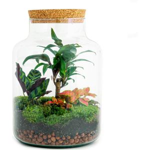 DIY Terrarium  Palm | Met 3 tropische planten