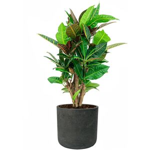 Croton Variegatum Petra in Rugged Charlie zwart | Wonderstruik