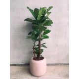 Ficus Lyrata vertakt in Pure Beads donkerbruin | Vioolbladplant / Tabaksplant