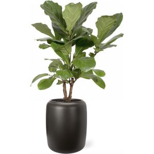Ficus Lyrata vertakt in Pure Beads donkerbruin | Vioolbladplant / Tabaksplant