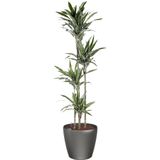 Dracaena Warneckei in watergevende Classico antraciet | Drakenbloedboom
